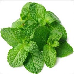 Mint (Pudina) 