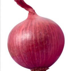 Onion 