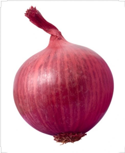 Onion 