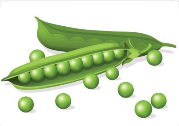 Green pea 