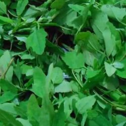 ??? ?? ???? ( bathua) 