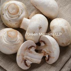 Mashroom (?????)