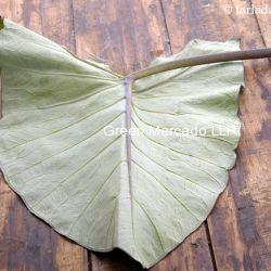 COLOCASIA LEAVES (???? ?? ???)