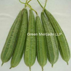 Ridge Gourd (??????) turiya-500gm