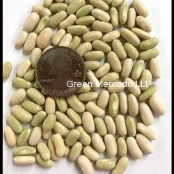 Green Bean Seed (???? ?? ??)