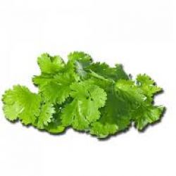 Coriander (??????)