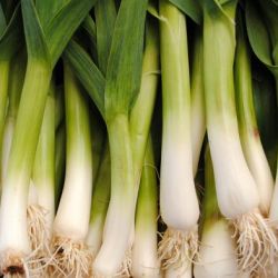 Green Garlic.
