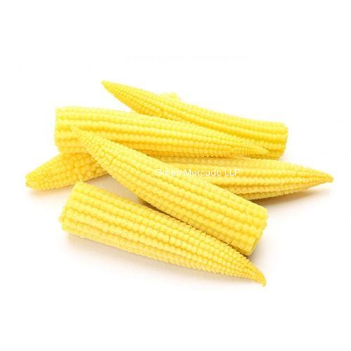 BABY CORN (???? ????)