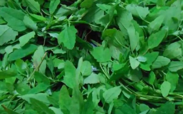 ??? ?? ???? ( bathua) 