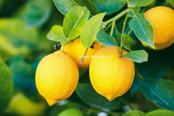 LEMON (?????)-250 gm