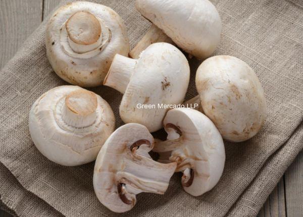 Mashroom (?????)