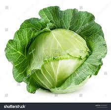 Cabbage