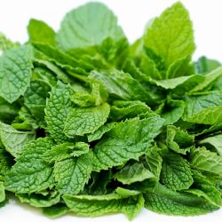 Mint (Pudina, Fudina)