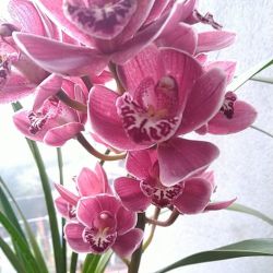 Orchid