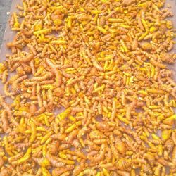 Organic raw turmeric