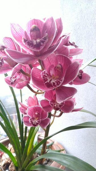 Orchid