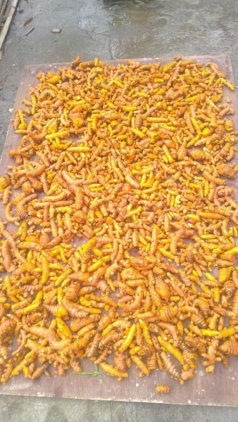 Organic raw turmeric