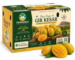 Kesar Mango 9 Kg Box