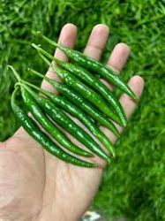 Green Chilli, Marcha