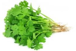 Coriander Leaves, Dhana