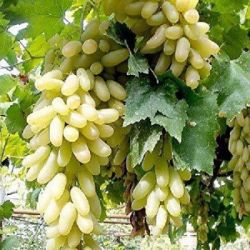 Grapes Plant 