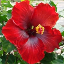 Hibiscus plant 