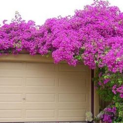 Pink Bougainvillea Plant