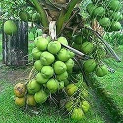Kerala Coconut Plant 