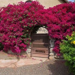 Bougainvillea Plant 