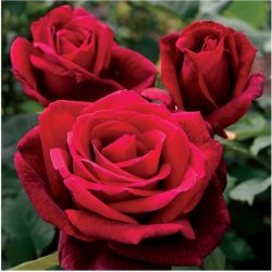 Gardening Rose Plant 