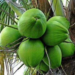 Kerala Coconut Plant 