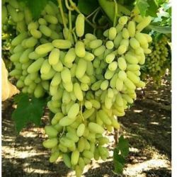 Grapes Plant 