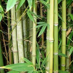 Bamboo plant
