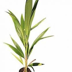 Kerala Coconut Plant 