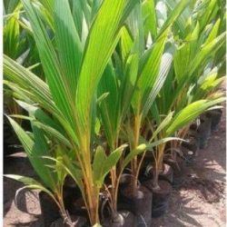 Kerala Coconut Plant 