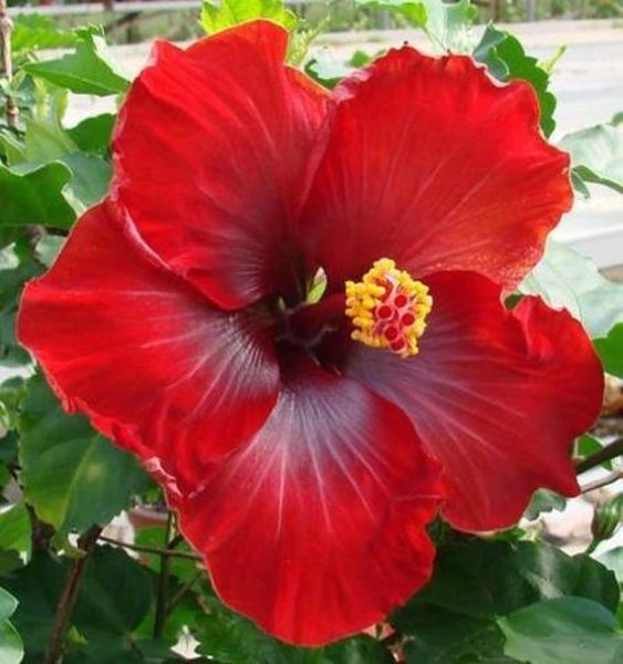 Hibiscus plant 
