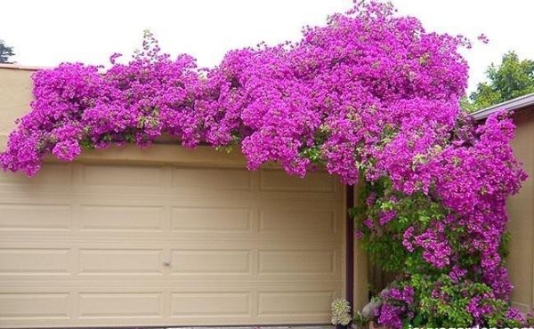 Pink Bougainvillea Plant