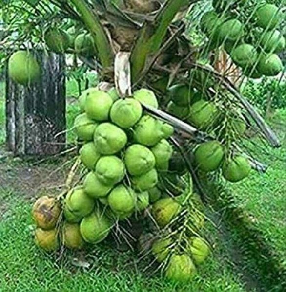 Kerala Coconut Plant 