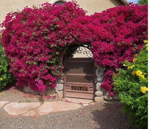 Bougainvillea Plant 