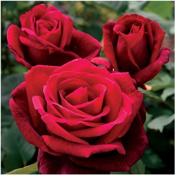 Gardening Rose Plant 