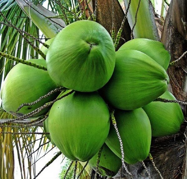 Kerala Coconut Plant 