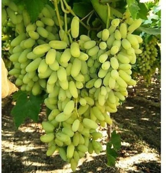 Grapes Plant 