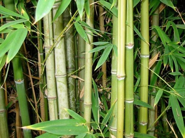 Bamboo plant