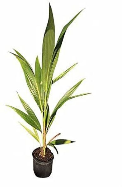 Kerala Coconut Plant 