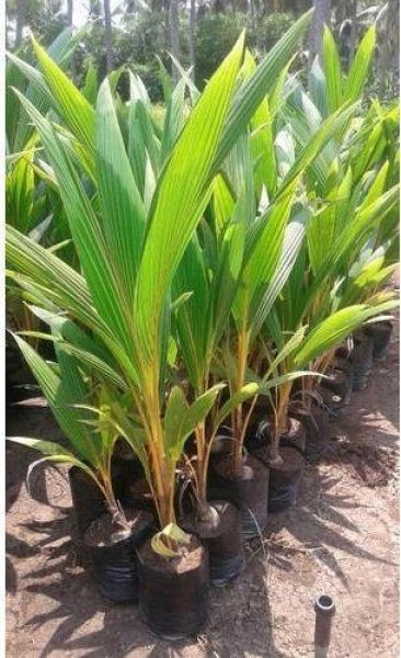 Kerala Coconut Plant 
