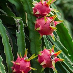Pink Dragon fruit plant
