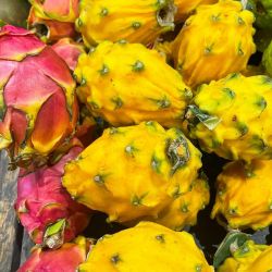 Combo dragon fruit plant 