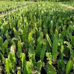 Pink Dragon fruit plant