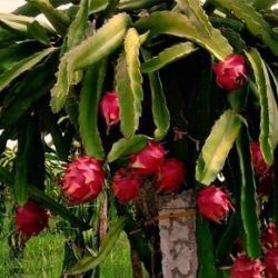 Pink Dragon fruit plant