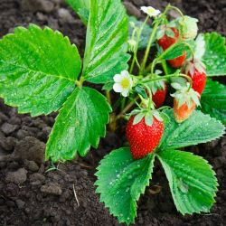 Strawberry plants 